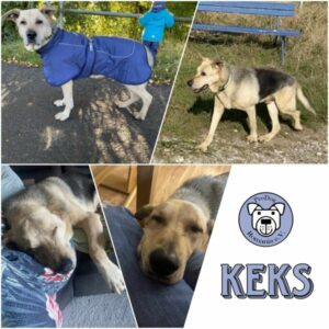 KEKS - Gnadenplatzhund seit dem 02.11.2019 - RBB 11/24