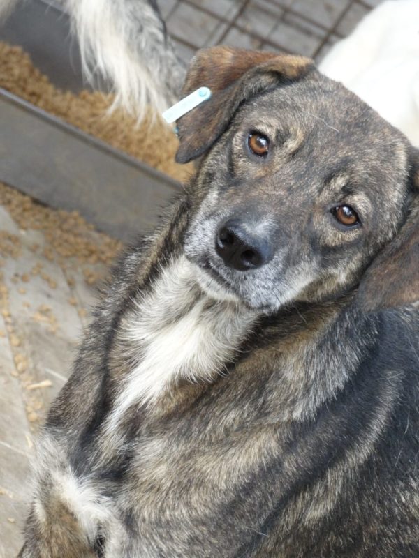 TIMOTHY - reserviert TH Gifhorn - vermittelt – Bild 8