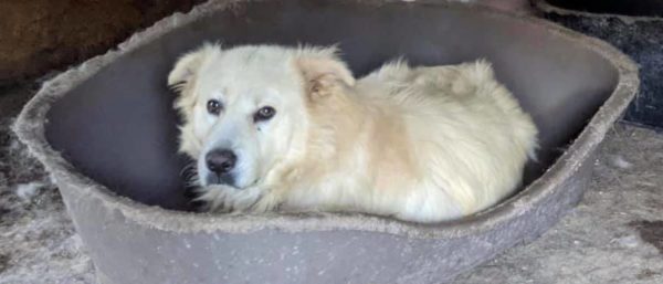 URSO - reserviert Manuela - vermittelt – Bild 3
