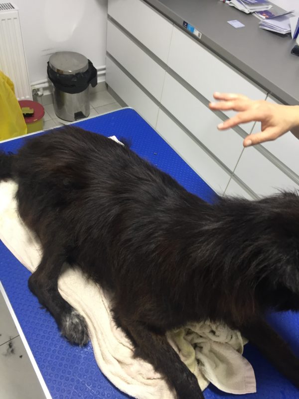 SKANNI - reserviert Tierhilfe Lebenswert DR - vermittelt – Bild 3