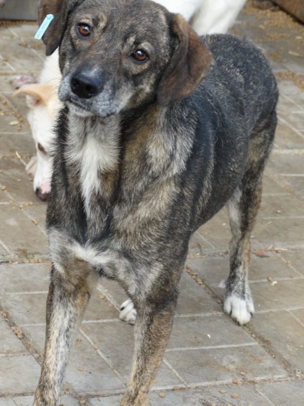 TIMOTHY - reserviert TH Gifhorn - vermittelt – Bild 10