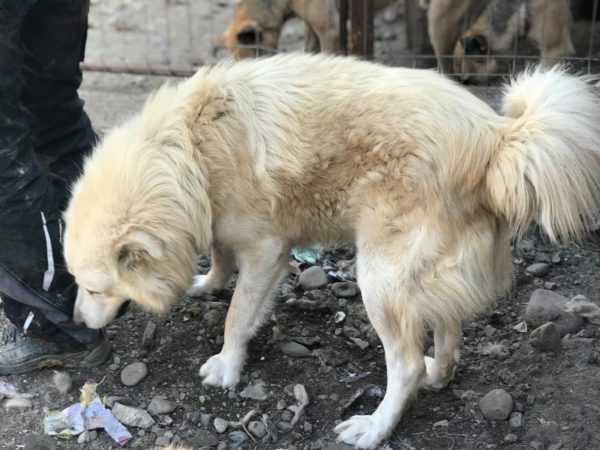 URSO - reserviert Manuela - vermittelt – Bild 4