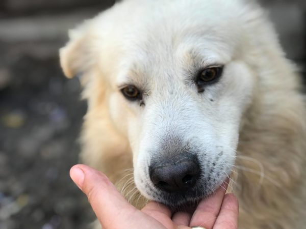 URSO - reserviert Manuela - vermittelt