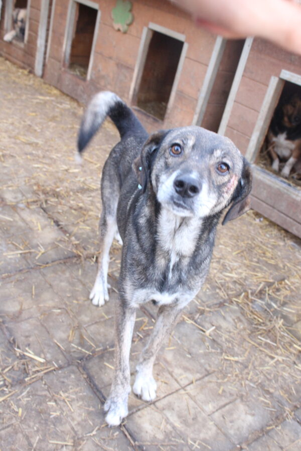 TIMOTHY - reserviert TH Gifhorn - vermittelt – Bild 6