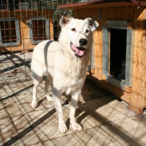 JURIAN - reserviert IH DR 16.01. - vermittelt