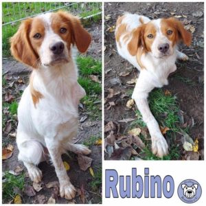 RUBINO