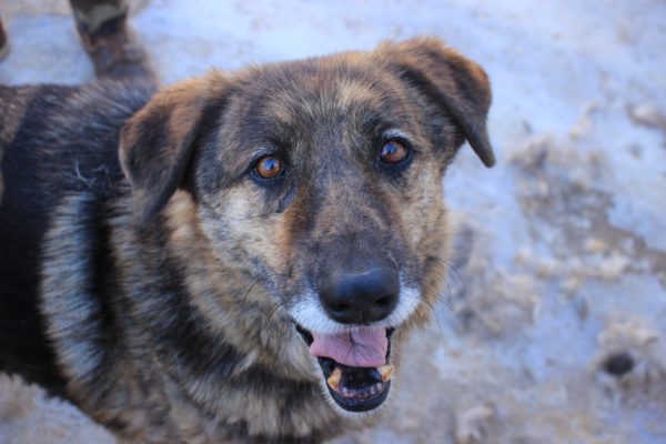 THOR - auf Pflegestelle in PLZ 1 - vermittelt – Bild 6