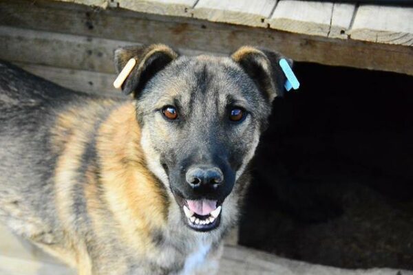 DARIUS - reserviert TH Koblenz - vermittelt – Bild 5