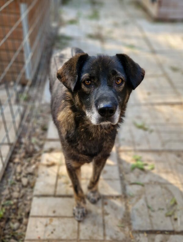 LUTHER (♂) – Bild 2