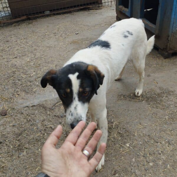 LULLABIE (♀) - seit mindestens 2018 im Shelter - reserviert Tierhilfe Lebenswert DR - vermittelt – Bild 3