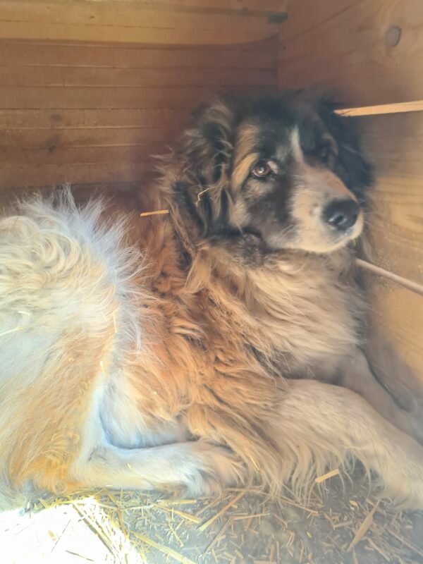 ELAA (♀) - vermisst 11/24 – Bild 2