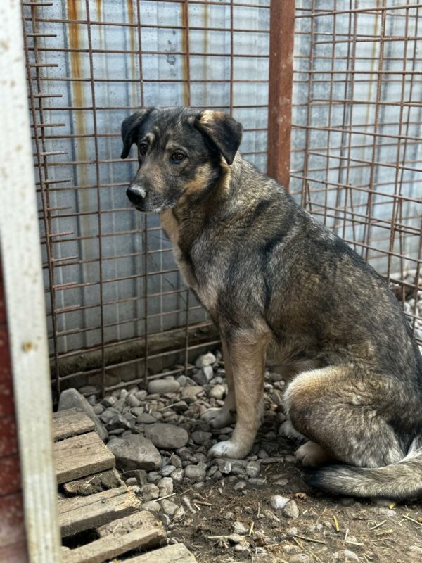RANIDA (♀) - seit 2020 im Shelter – Bild 4