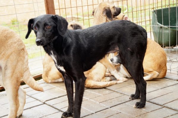 BASJA - reserviert Second Chance Dogs - vermittelt – Bild 3