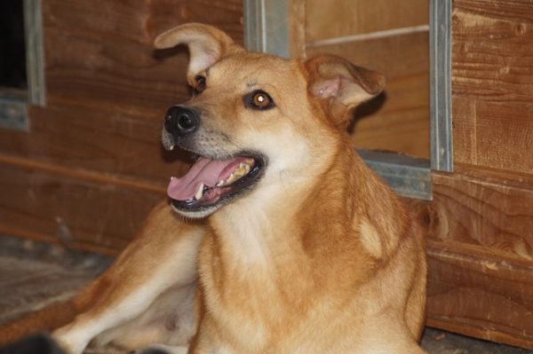 DEXTER - RBB 07/25 – Bild 10