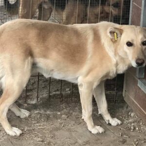 TILDA (♀) – ausgereist zum TSV Ambrosius AT (AL)