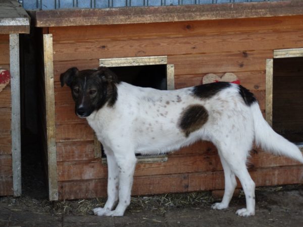 FRANZL (♂) - seit 2019 im Shelter – Bild 6