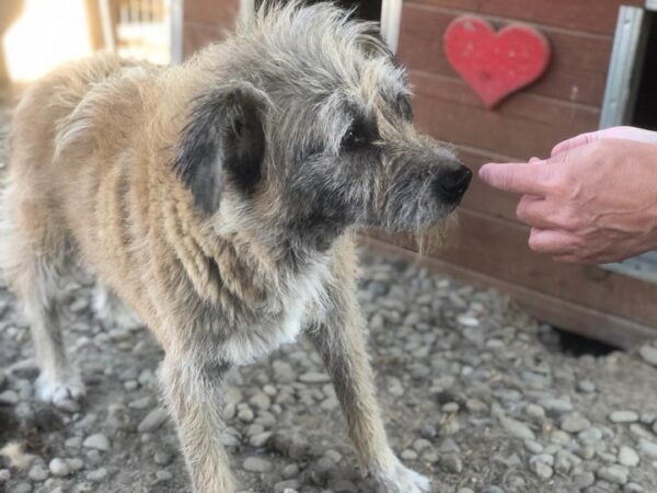 DUKE - reserviert für Tierhilfe Lebenswert - vermittelt – Bild 4