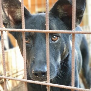 NEWTON - reserviert 4animals vermittelt