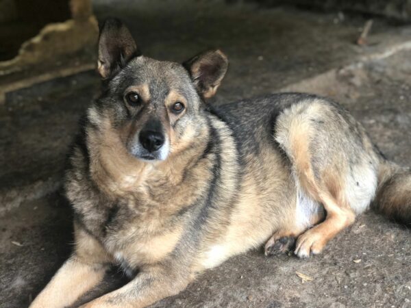 BABU - reserviert Betty - vermittelt