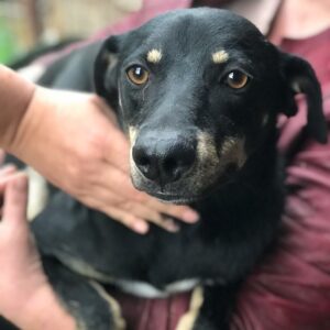 LOTTIE - reserviert Betty - vermittelt