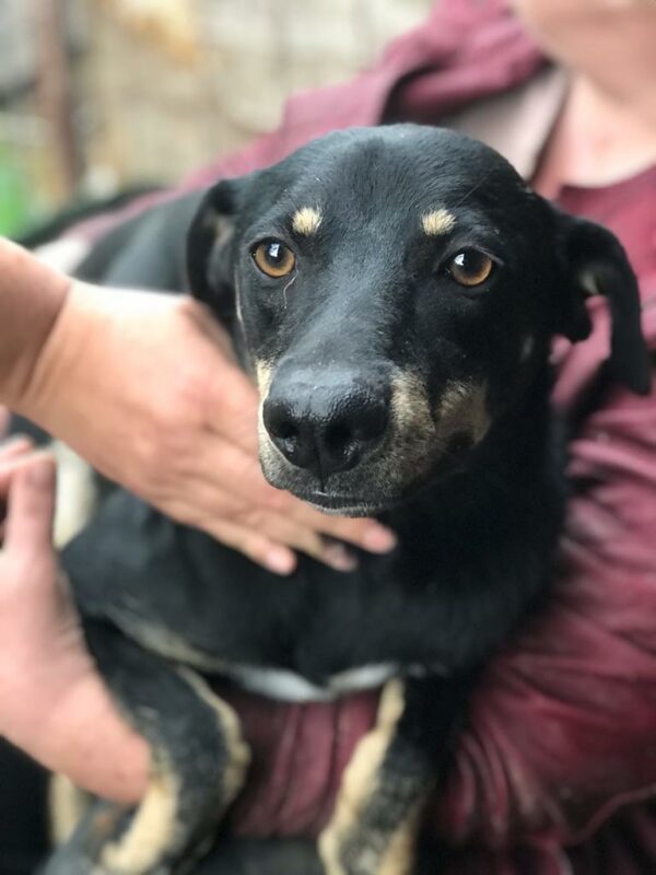 LOTTIE - reserviert Betty - vermittelt