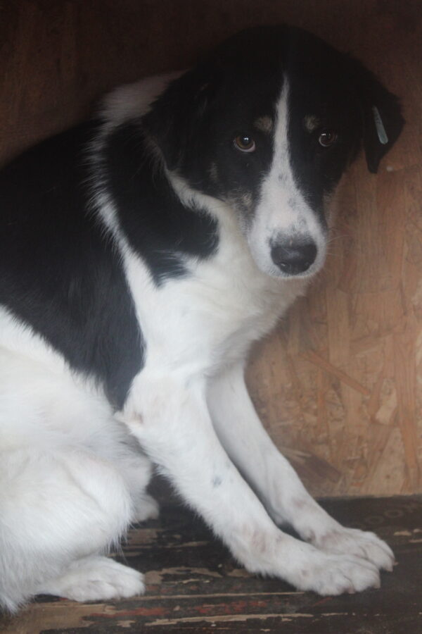 FENEA (♀) – Bild 9