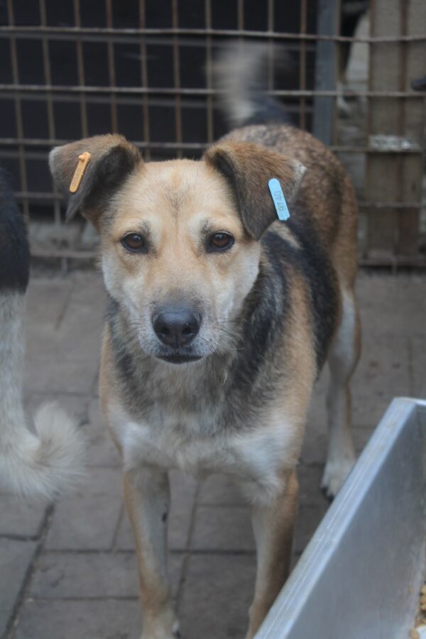 GRACIE - reserviert TH Filderstadt - vermittelt – Bild 2