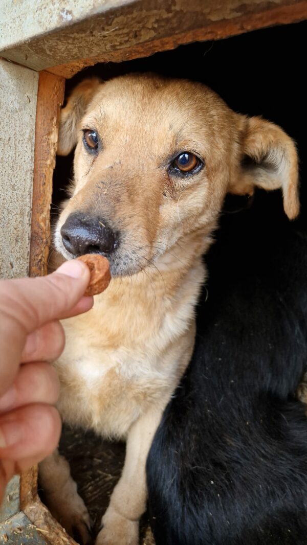 CRUSTY - reserviert Second Chance Dogs vermittelt – Bild 3