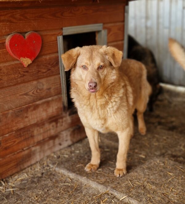 COPPER (♂) - RBB 04/25 – Bild 9