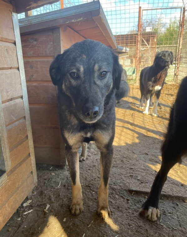 RANGO - seit 2019 im Shelter - ausgereist zu Tiere brauchen Freunde – Bild 6