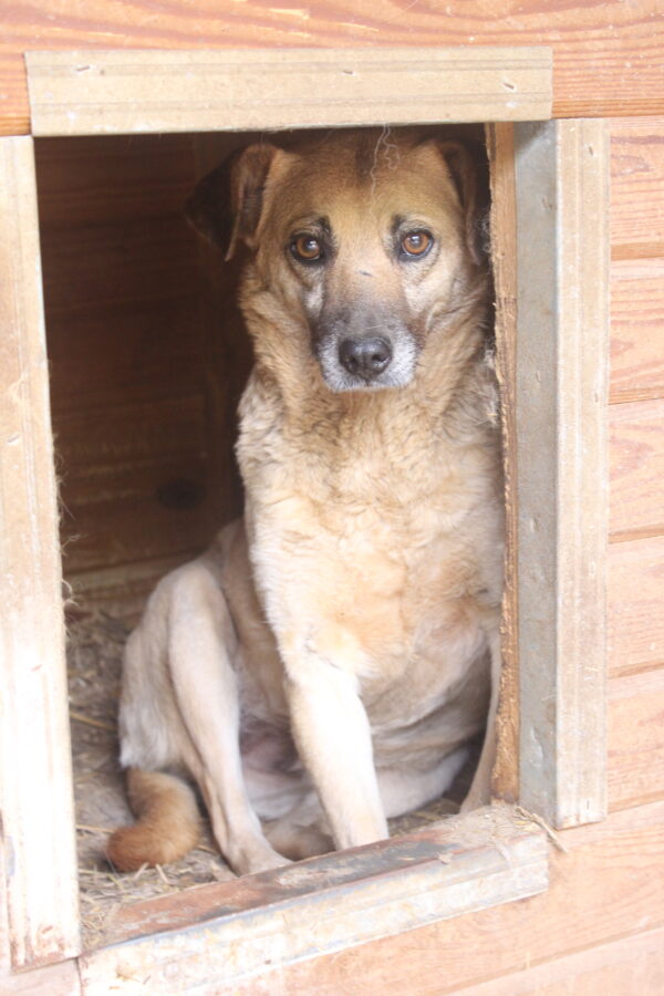 ABBY (SENTA MARUSHA) - war seit 2016 im Shelter - jetzt auf PDR PS im PLZ Bezirk 58 - vermittelt – Bild 6