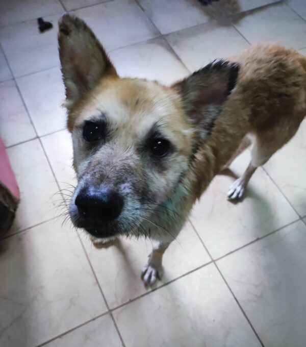SHORTY - auf Pflegestelle in PLZ 4 *vermittelt*