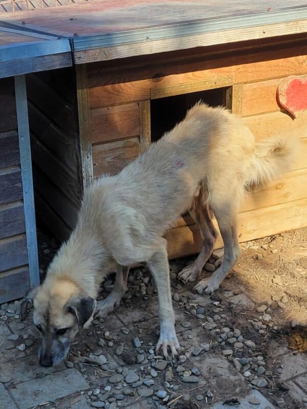 BAUTISTA - reserviert Betty  - vermittelt – Bild 7