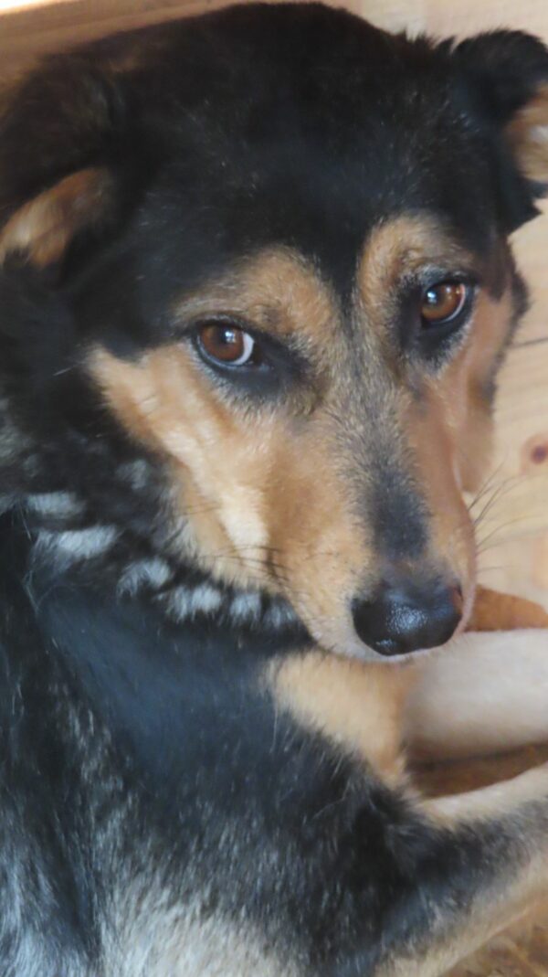 TANQUI (♀) - seit 2019 im Shelter – Bild 11
