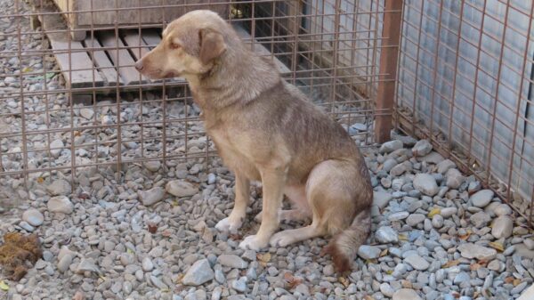 ELENI (♀) – Bild 6