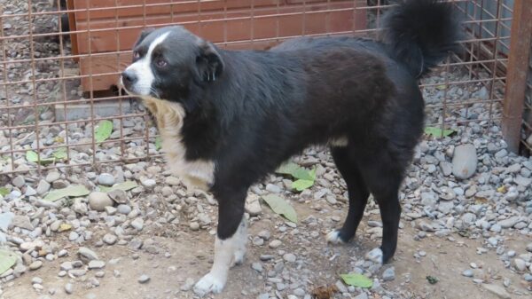 DIREN (♂) - RBB 05/25 – Bild 4