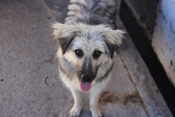 PINKO - reserviert Tierschutz Team - vermittelt – Bild 2