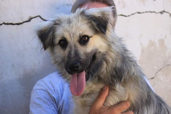 PINKO - reserviert Tierschutz Team - vermittelt – Bild 3