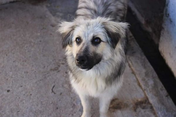 PINKO - reserviert Tierschutz Team - vermittelt – Bild 4