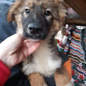 ELLIE - reist auf PS 79639 - SE - vermittelt