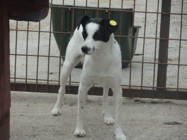 SOOKEE - reserviert Tierhilfe Lebenswert - vermittelt – Bild 3