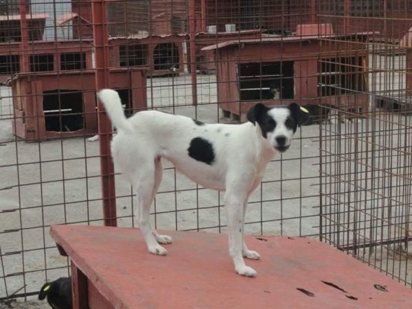 SOOKEE - reserviert Tierhilfe Lebenswert - vermittelt – Bild 4