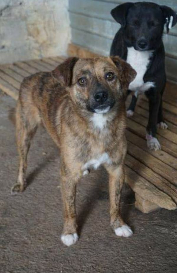 EDINO - reserviert Second Chance Dogs - vermittelt – Bild 2