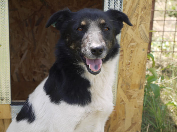 SITA - reserviert Tierhilfe Lebenswert DR - vermittelt – Bild 5