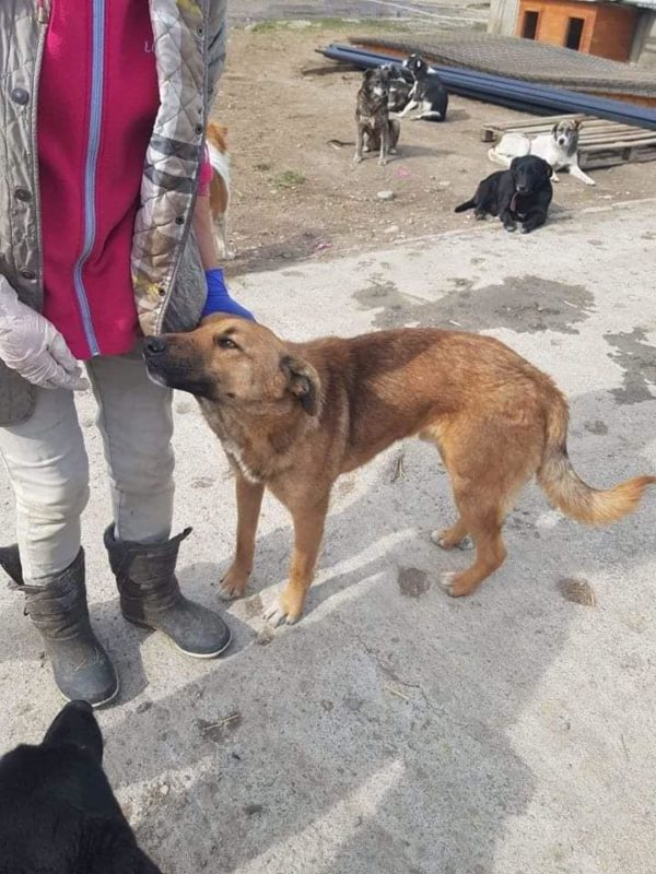 DEREK - reserviert Tierhilfe Lebenswert DR - vermittelt – Bild 3