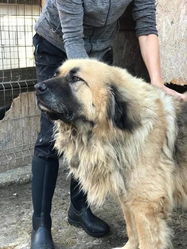 TELDOR - reserviert Hilfe für Herdenschutzhunde - vermittelt – Bild 6