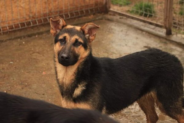 FENILA - auf Pflegestelle in PLZ 6 - vermittelt – Bild 4