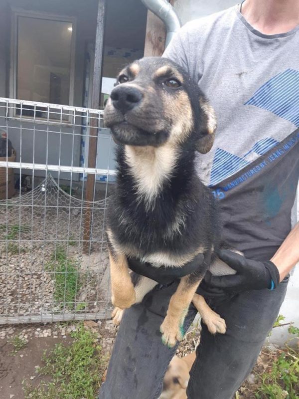 EFANI - reserviert (Sasi) - vermittelt – Bild 2