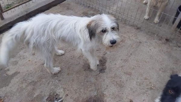 FREIJA (Maya) - Hütehund-Mix - reserviert Vergessene Pfoten Stuttgart - vermittelt – Bild 2