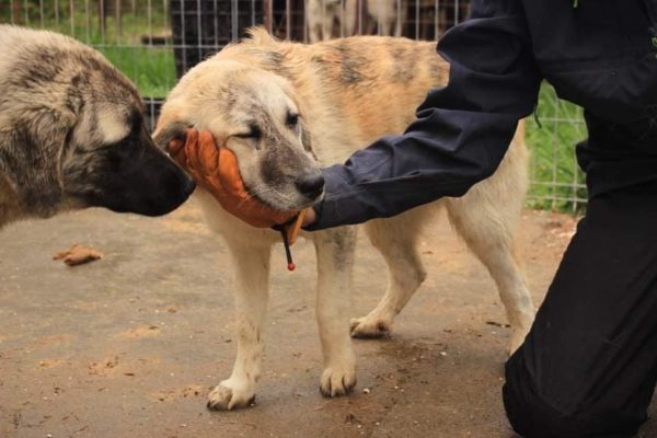 TULIP - reserviert Hilfe für Herdenschutzhunde - vermittelt – Bild 2